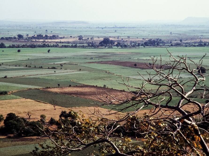 Green paddy fields and trees in rural India seen from above